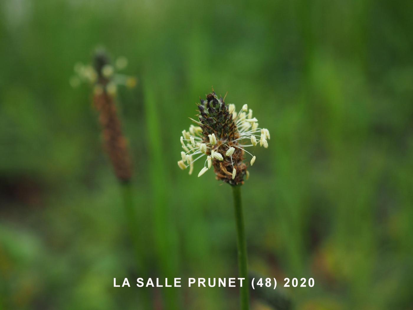 Plantain, Ribwort flower